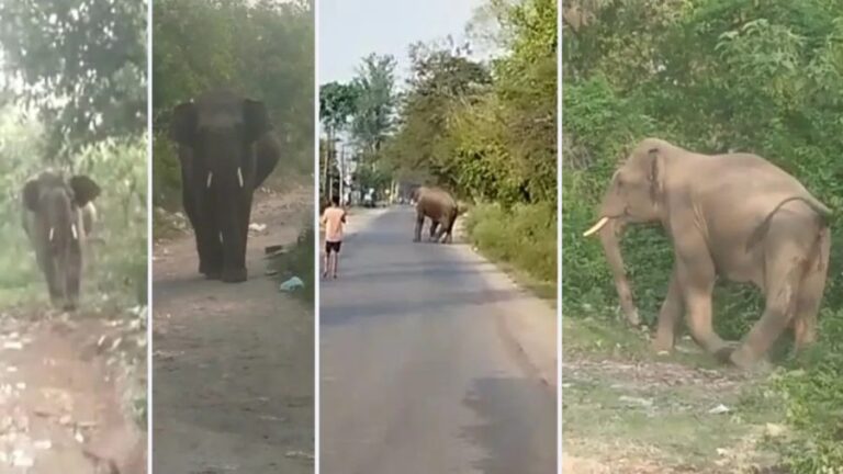 हाथी ने मचाया उत्पात,वीडियों बना रही युवती पर भड़का